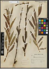 Foto von Salix acutifolia Willd.